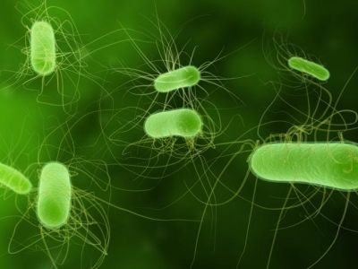 Escherichia Coli