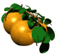 GIFs animados en Naranjas