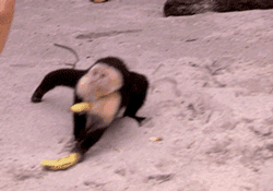 GIFs animados en Monos Graciosos