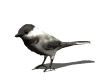 GIFs animados en Pájaros Carboneros