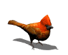 GIFs animados en Pájaros Cardenales