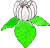 GIFs animados en Magnolias