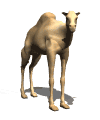 GIFs animados en Camellos
