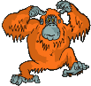 GIFs animados en Orangutanes
