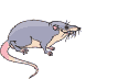 GIFs animados en Ratas