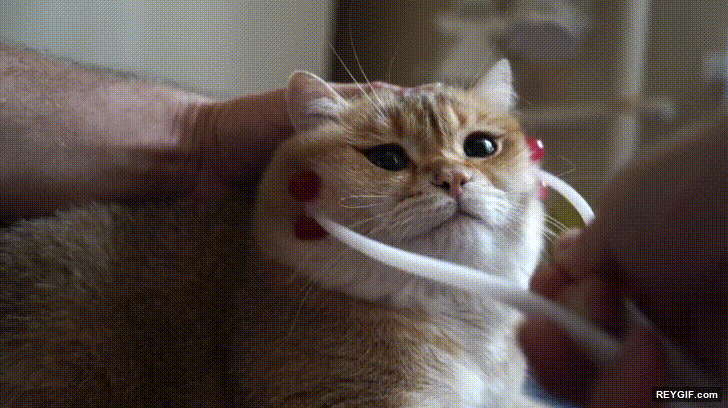 GIF animado (116497) A veces me encantaria ser un gato solo por estos momentos