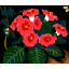 GIF animado (8173) Abejas en las flores