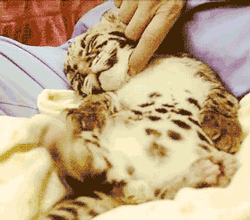GIF animado (9559) Acariciando cachorro leopardo