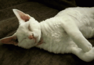 GIF animado (7831) Acariciando gato angora