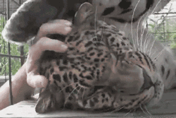 GIF animado (9560) Acariciando leopardo