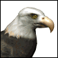 GIF animado (6678) Aguila