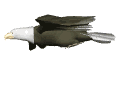 GIF animado (6659) Aguila calva