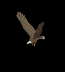 GIF animado (6670) Aguila calva volando