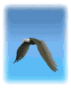 GIF animado (6672) Aguila calva volando