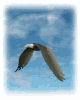 GIF animado (6682) Aguila en el cielo