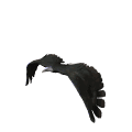 GIF animado (6684) Aguila en vuelo