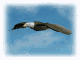 GIF animado (6687) Aguila planeando