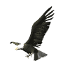 GIF animado (6688) Aguila planeando