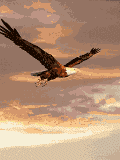 GIF animado (6690) Aguila volando