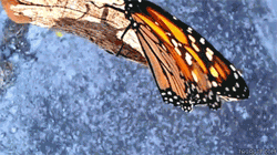 GIF animado (8409) Alas mariposa monarca