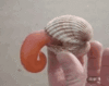 GIF animado (5935) Almeja
