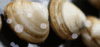 GIF animado (5957) Almejas