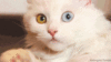 GIF animado (7835) Angora ojos dos colores