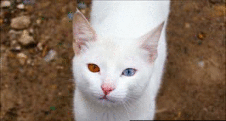 GIF animado (7840) Angora turco ojos bicolor