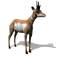 GIF animado (8597) Antilope