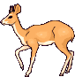 GIF animado (8598) Antilope