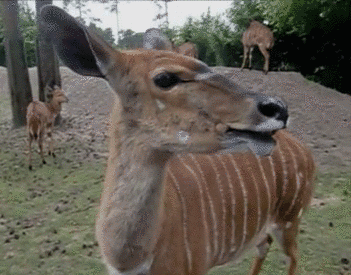 GIF animado (8602) Antilope