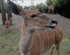GIF animado (8602) Antilope