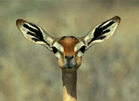 GIF animado (8605) Antilope