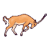 GIF animado (8606) Antilope