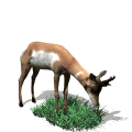 GIF animado (8609) Antilope comiendo
