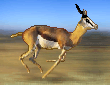 GIF animado (8611) Antilope corriendo