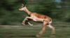GIF animado (8613) Antilope corriendo