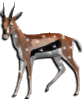 GIF animado (8615) Antilope glitter