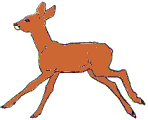 GIF animado (8616) Antilope hembra