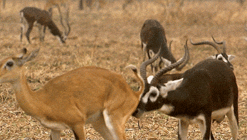 GIF animado (8619) Antilopes