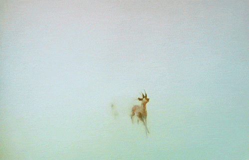GIF animado (8620) Antilopes corriendo