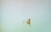 GIF animado (8620) Antilopes corriendo