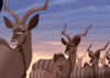 GIF animado (8621) Antilopes el rey leon