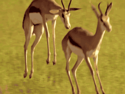 GIF animado (8622) Antilopes saltando