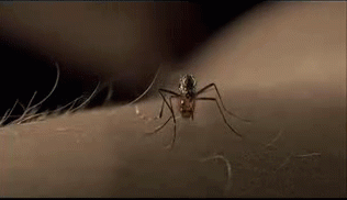 GIF animado (8500) Aplastando mosquito