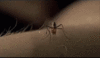 GIF animado (8500) Aplastando mosquito