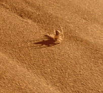 GIF animado (6564) Arana desierto