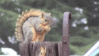 GIF animado (8675) Ardilla comiendo