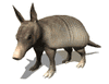GIF animado (8685) Armadillo