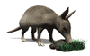 GIF animado (8687) Armadillo